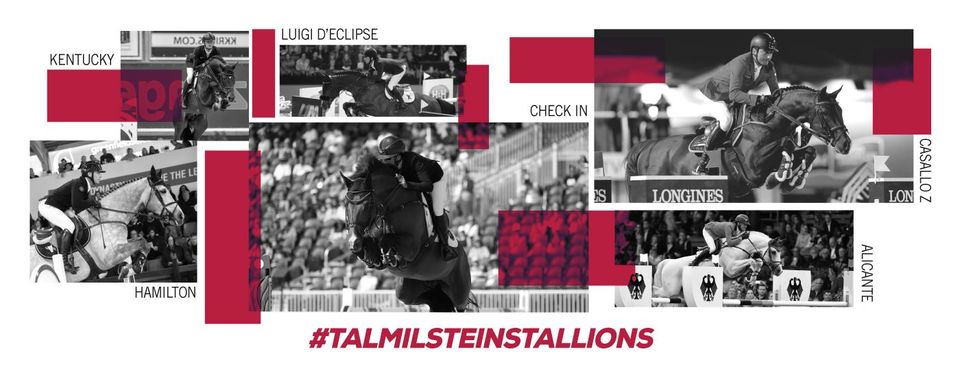 Tal Milstein Stallions
